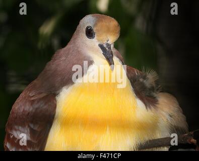 Cannelle moulue de Nouvelle-Guinée (dove Gallicolumba rufigula), alias Golden Heart pigeon ou colombe terrain à gorge rouge Banque D'Images