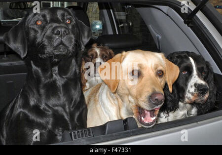 Les Labrador et Springer Spaniels en garde en alerte car les chiens qui aboient Banque D'Images