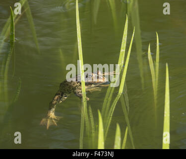 Grenouille comestible, également de l'eau courante ou grenouille grenouille verte (Rana esculenta) nager entre les tiges, Rhénanie du Nord-Westphalie, Allemagne Banque D'Images