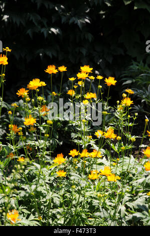 Chinese globe flower Banque D'Images