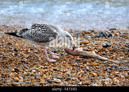 Jeune Goéland argenté (Larus argentatus) manger un mort l'aiguillat commun ou de petites bourses tachetée (Scyliorhinus canicula) sur Banque D'Images