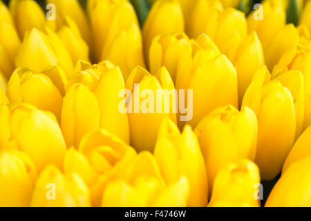 Tulipes jaunes fraîches Banque D'Images