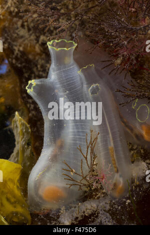 Vase de la mer, l'ascidie jaune, jaune sea squirt, Schlauch-Seescheide Schlauchascidie Schlauch-Ascidie,,, Ciona intestinalis Banque D'Images