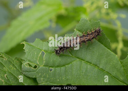 La carte butterfly, Caterpillar, Landkärtchen, Raupe, Landkärtchen-Falter, Araschnia levana, le Carte géographique Banque D'Images