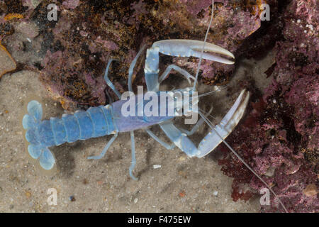 Homard européen commun, de griffes, de homard homard du Maine, Europäischer Hummer, Homarus gammarus, Homarus vulgaris Banque D'Images