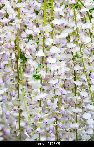 Wisteria in close up Banque D'Images