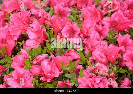 Rhododendrons in close up Banque D'Images