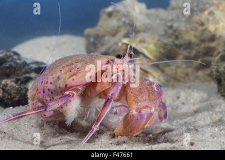 L'Ermite, Anémone Anémone de mer, Anemonen-Einsiedlerkrebs Mantelaktinie Seeanemone,,, Pagurus prideaux, Adamsia palliata Banque D'Images