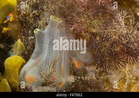 Vase de la mer, l'ascidie jaune, jaune sea squirt, Schlauch-Seescheide Schlauchascidie Schlauch-Ascidie,,, Ciona intestinalis Banque D'Images