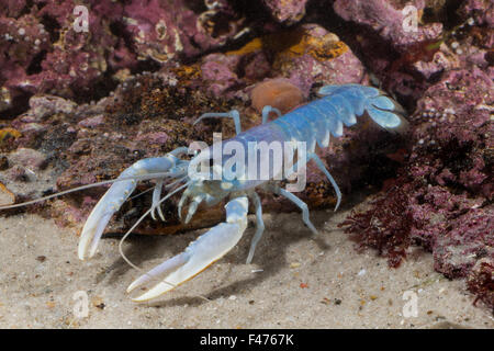 Homard européen commun, de griffes, de homard homard du Maine, Europäischer Hummer, Homarus gammarus, Homarus vulgaris Banque D'Images