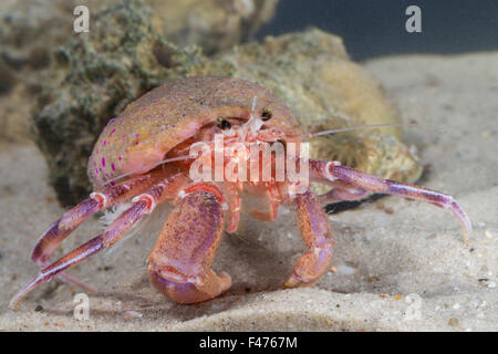 L'Ermite, Anémone Anémone de mer, Anemonen-Einsiedlerkrebs Mantelaktinie Seeanemone,,, Pagurus prideaux, Adamsia palliata Banque D'Images