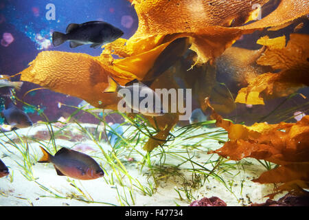 Poissons tropicaux près de coral reef Banque D'Images