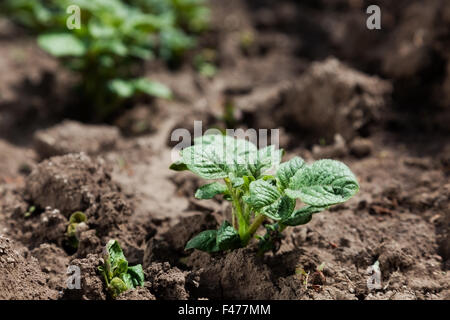 Jeune pomme de terre sur la couverture du sol. plant close-up Banque D'Images