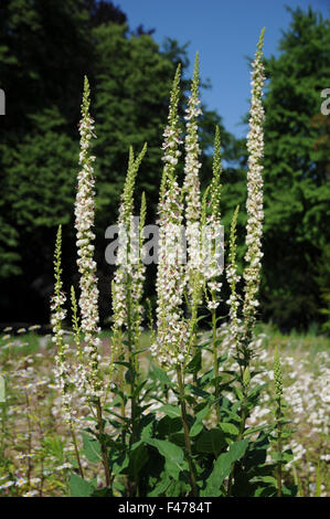 Austrain white mullein Banque D'Images