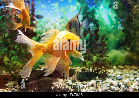 Poissons colorés dans l'aquarium Banque D'Images