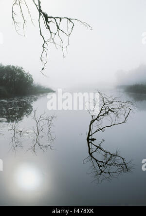 Plus de diffuser un rameau matin brumeux, Vastergotland, Sweden. Banque D'Images