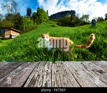 Chat marche dans le pré Banque D'Images