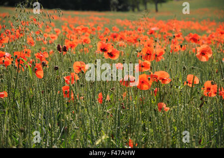 Blé Dinkel de coquelicots Banque D'Images