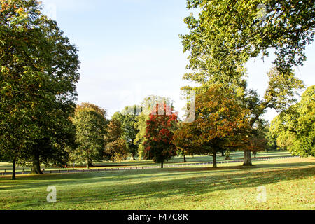 Tayside, Dundee, Écosse, Royaume-Uni, 15 octobre 2015. Météo France : un matin d'automne froid et frosty sunshine à Camperdown Country Park casting de longues ombres profondes. Les arbres se tourner vers leurs couleurs automnales car ils commencent à se libérer de leurs feuilles. Quelques parcelles d'épais brouillard verglaçant qui balaie le paysage Dundee avec des températures qui atteignent au moins 6°C. © Dundee Photographics / Alamy Live News. Banque D'Images