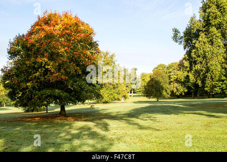 Tayside, Dundee, Écosse, Royaume-Uni, 15 octobre 2015. Météo France : un matin d'automne froid et frosty sunshine à Camperdown Country Park casting de longues ombres profondes. Les arbres se tourner vers leurs couleurs automnales car ils commencent à se libérer de leurs feuilles. Quelques parcelles d'épais brouillard verglaçant qui balaie le paysage Dundee avec des températures qui atteignent au moins 6°C. © Dundee Photographics / Alamy Live News. Banque D'Images