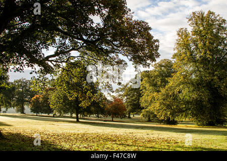 Tayside, Dundee, Écosse, Royaume-Uni, 15 octobre 2015. Météo France : un matin d'automne froid et frosty sunshine à Camperdown Country Park casting de longues ombres profondes. Les arbres se tourner vers leurs couleurs automnales car ils commencent à se libérer de leurs feuilles. Quelques parcelles d'épais brouillard verglaçant qui balaie le paysage Dundee avec des températures qui atteignent au moins 6°C. © Dundee Photographics / Alamy Live News. Banque D'Images