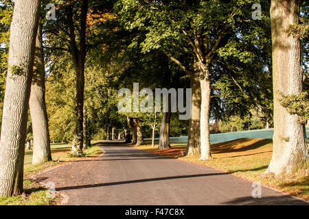 Tayside, Dundee, Écosse, Royaume-Uni, 15 octobre 2015. Météo France : un matin d'automne froid et frosty sunshine à Camperdown Country Park casting de longues ombres profondes. Les arbres se tourner vers leurs couleurs automnales car ils commencent à se libérer de leurs feuilles. Quelques parcelles d'épais brouillard verglaçant qui balaie le paysage Dundee avec des températures qui atteignent au moins 6°C. © Dundee Photographics / Alamy Live News. Banque D'Images