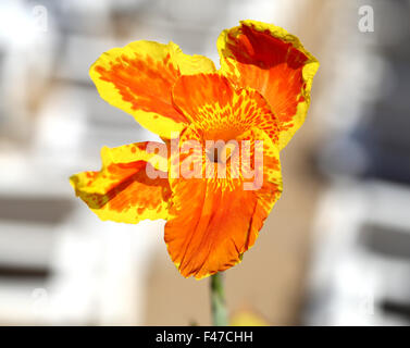 Belle fleur rouge dans un champ photographié close up Banque D'Images