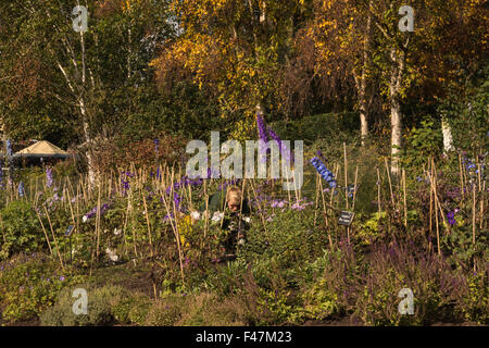 Météo UK, Londres, 15 octobre 2015. Un jardinier travaille comme Regent's Park montre des signes d'automne couleur. Le soleil n'a fait de brèves apparitions mais devrait briller à Londres de nouveau demain. Credit : Patricia Phillips/Alamy Live News Banque D'Images