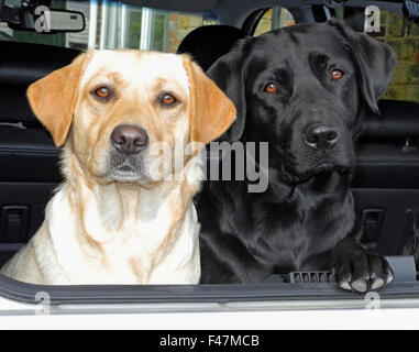 Deux chiens labrador jaune et noir dans coffre de voiture garde d'alerte Banque D'Images