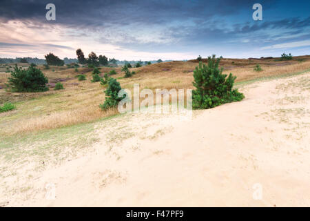 Peu de pins sur les dunes de sable au lever du soleil, Drenthe, Pays-Bas Banque D'Images