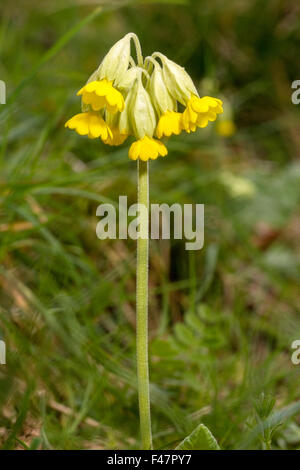 Cowlsip (Primula veris) culture des fleurs au printemps dans la zone à Norfolk, Angleterre, Royaume-Uni Banque D'Images