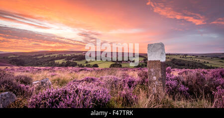 Le soleil se couche sur heather en fleurs dans le parc national des North Yorkshire Moors. Banque D'Images