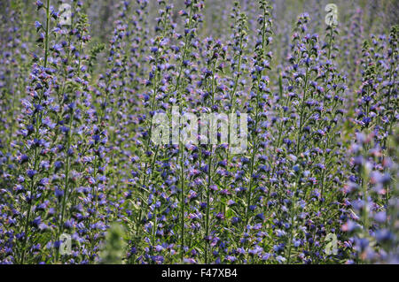 Bugloss vipères Banque D'Images