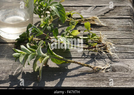 Menthe-boutures Banque D'Images