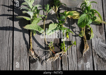 Menthe-boutures Banque D'Images