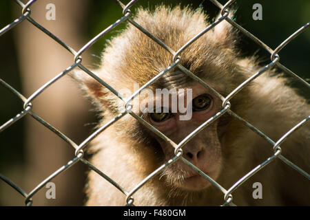 singe en cage Banque D'Images