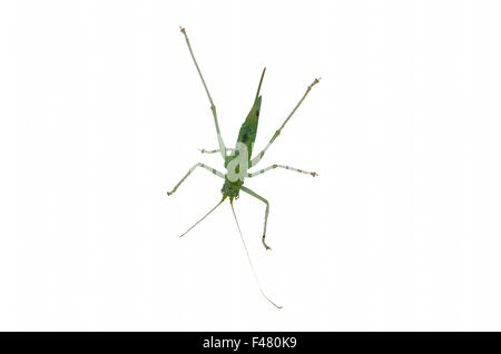 Petite sauterelle, Aufnahem à partir de ci-dessous Banque D'Images