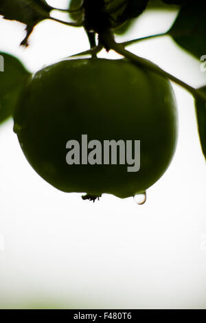 Une pomme verte, close-up, en Suède. Banque D'Images