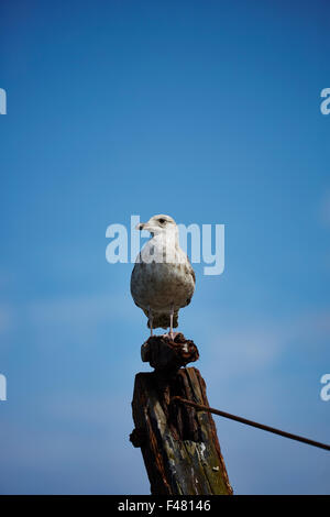 Un jeune,Goéland argenté Larus argentatus,sur un post avec un ciel bleu Banque D'Images