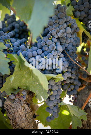 Les raisins rouges sur la vigne juste avant la récolte Banque D'Images