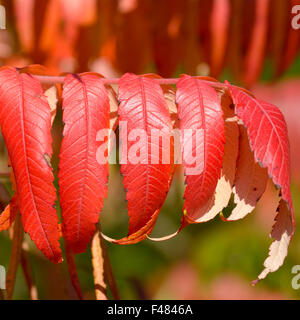 Arbre généalogique de couleur d'automne dynamique audacieux du Ciel (Ailanthus altissima) laisse en stationnement à Bedford, Bedfordshire, Angleterre Banque D'Images