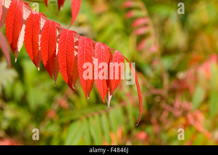 Arbre généalogique de couleur d'automne dynamique audacieux du Ciel (Ailanthus altissima) laisse en stationnement à Bedford, Bedfordshire, Angleterre Banque D'Images