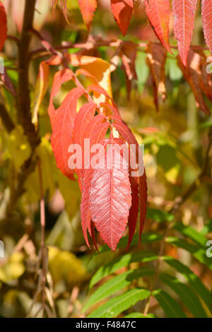 Arbre généalogique de couleur d'automne dynamique audacieux du Ciel (Ailanthus altissima) laisse en stationnement à Bedford, Bedfordshire, Angleterre Banque D'Images