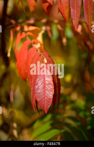 Arbre généalogique de couleur d'automne dynamique audacieux du Ciel (Ailanthus altissima) laisse en stationnement à Bedford, Bedfordshire, Angleterre Banque D'Images