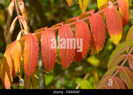 Arbre généalogique de couleur d'automne dynamique audacieux du Ciel (Ailanthus altissima) laisse en stationnement à Bedford, Bedfordshire, Angleterre Banque D'Images