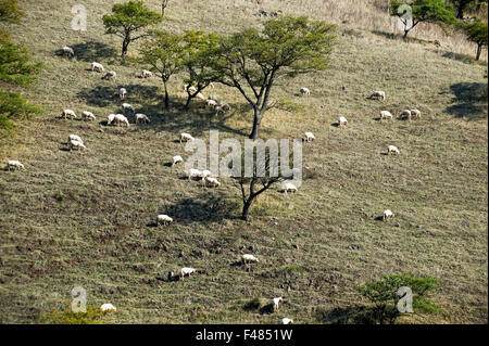 Mouton et agneau en champ clos, Sardaigne, Italie. Banque D'Images
