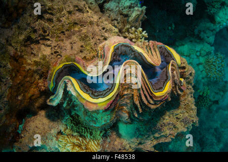 , Bénitiers Tridacna spec, dans un récif de corail, de la mer Rouge, Egypte. Banque D'Images