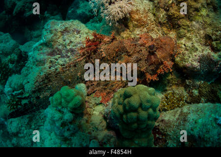 Scorpaenopsis barbata rascasses, barbu, sur un bloc de corail de la mer Rouge, le sud de l'Egypte. Banque D'Images