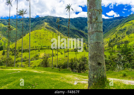 Un superbe regardez dans le Valle de Cocora, foyer de la plus haute tour du monde des palmiers. Juin, 2015. Quindio, la Colombie. Banque D'Images