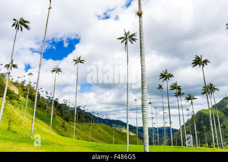 Le Valle de Cocora, foyer de la plus haute tour du monde des palmiers. Juin, 2015. Quindio, la Colombie. Banque D'Images